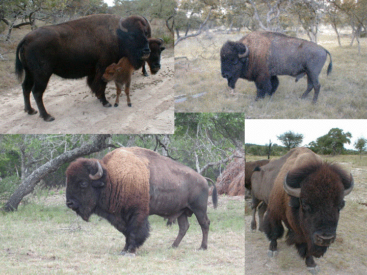 How much does a bison weigh?