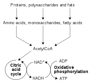 Propionate metabolism bacteria