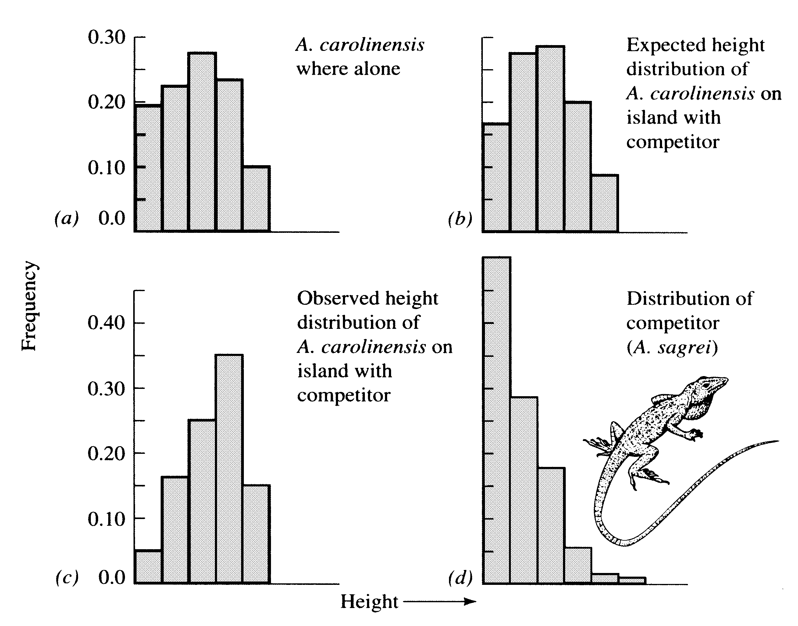 Free response essay island biogeography