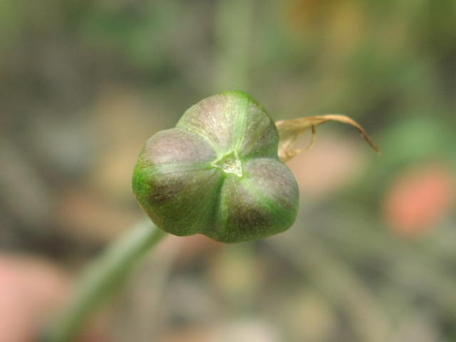 Cooperia pedunculata fruit2.jpg (22303 bytes)