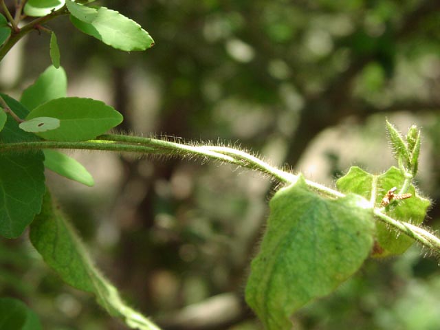 Matelea reticulata hariystems.jpg (41651 bytes)