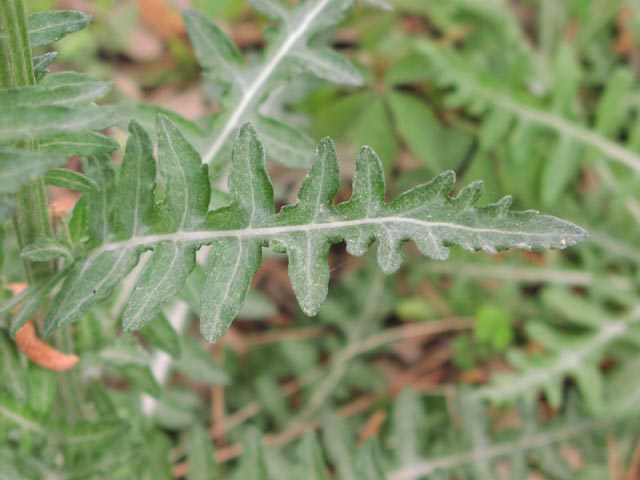 Hymenopappus artimesiaefolius leaf1.jpg (45395 bytes)