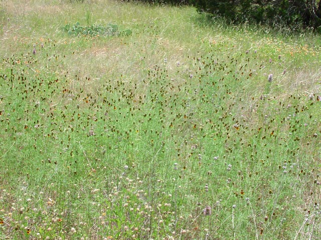 Ratibida columnaris headsinfield.jpg (116170 bytes)