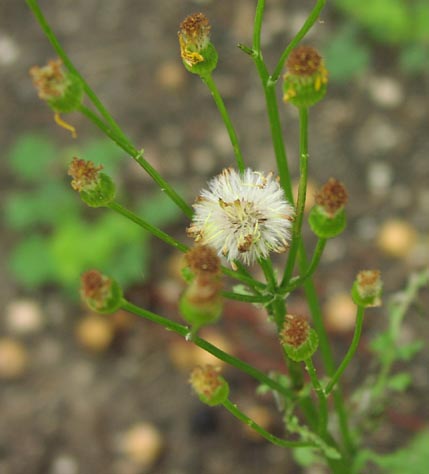 Senecio obovatus fruits1.jpg (29835 bytes)