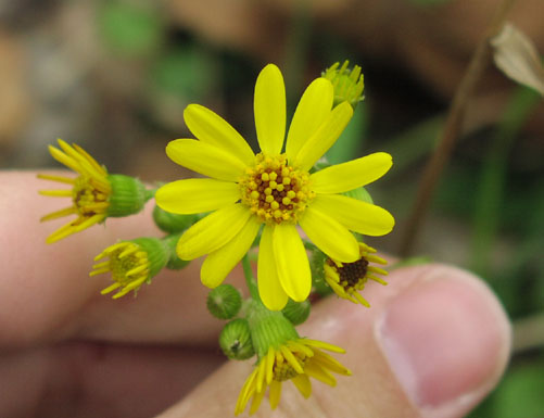 Senecio obovatus heads.jpg (37121 bytes)