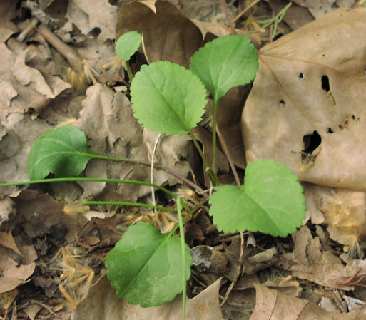 Senecio obovatus rosette.jpg (70582 bytes)