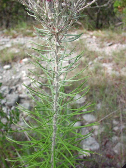 Vernonia lindheimeri leaves1.jpg (64080 bytes)