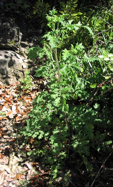 Phacelia congesta habit.jpg (108508 bytes)