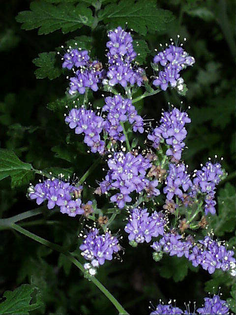 phacelia.congesta.infl.2.jpg (96362 bytes)