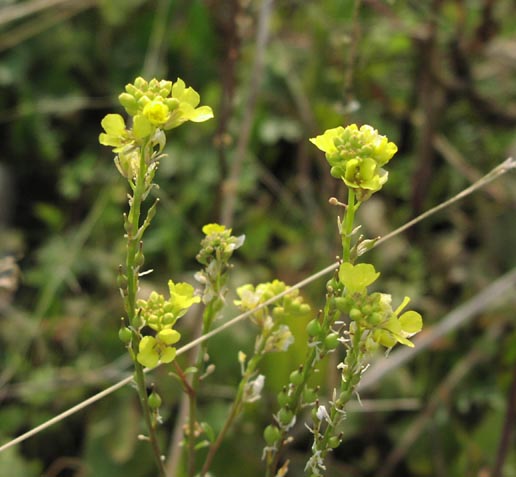 Rapistrum rugosum flowersfruits.jpg (43984 bytes)