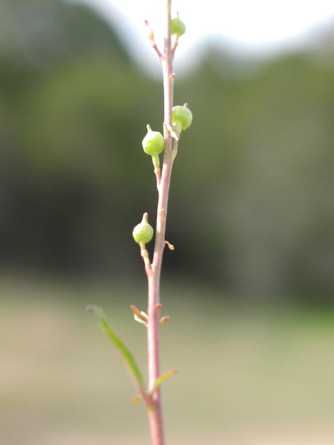 Rapistrum rugosum fruits.jpg (19117 bytes)