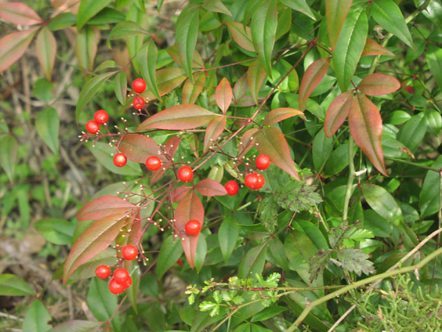 Nandina domestica fruits2.jpg (103888 bytes)