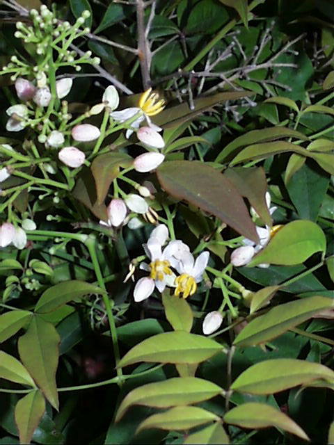 nandina.domestica.flw.jpg (65263 bytes)