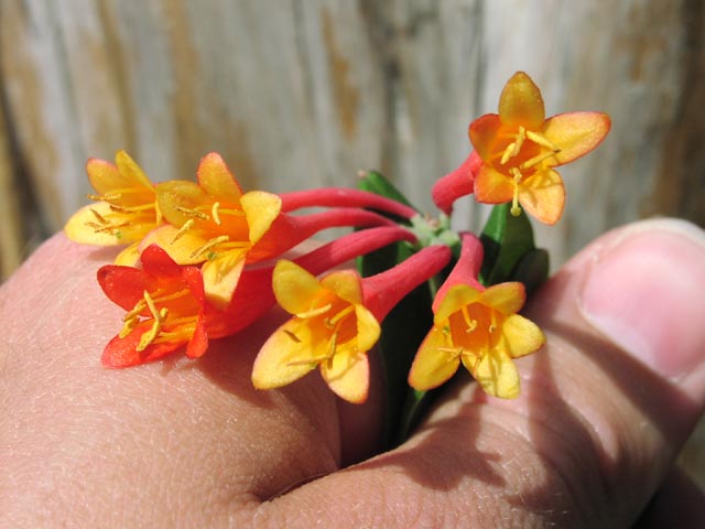 Lonicera sempervirens flowers1.jpg (45364 bytes)