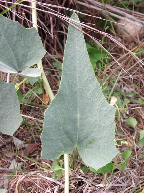 Cucurbita foetidissima leaf1.jpg (93641 bytes)