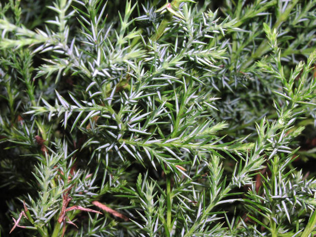 juniperus.virginiana.juvlf.JPG (138009 bytes)