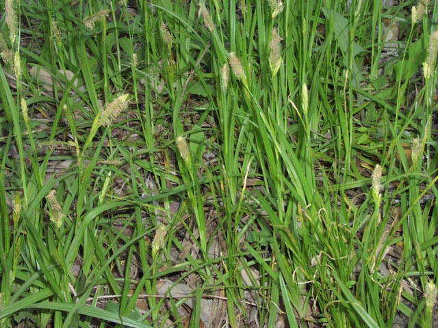 Carex microdonta(maybe) habit2.jpg (105267 bytes)