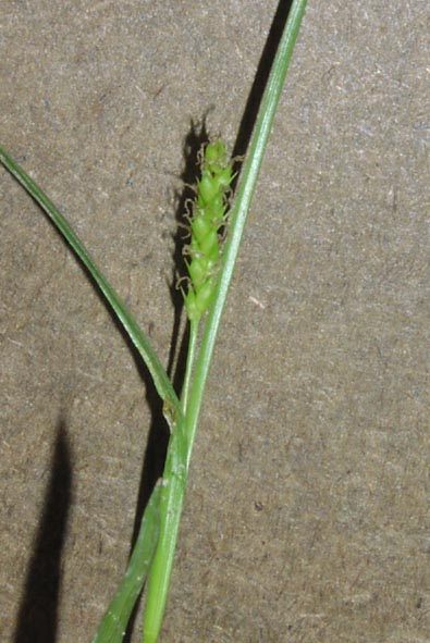 Carex microdonta(maybe) immaturefruits.jpg (53375 bytes)