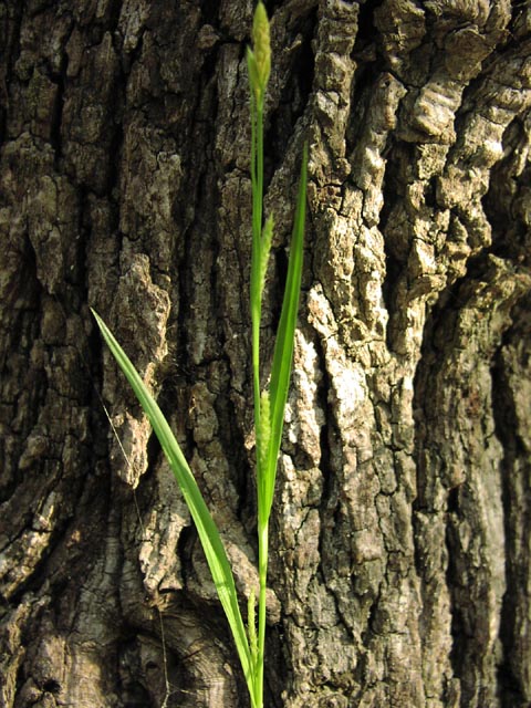 Carex microdonta(maybe) leavesandspikelets.jpg (100659 bytes)