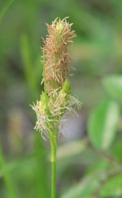 Carex microdonta(maybe) spikelet2.jpg (14569 bytes)