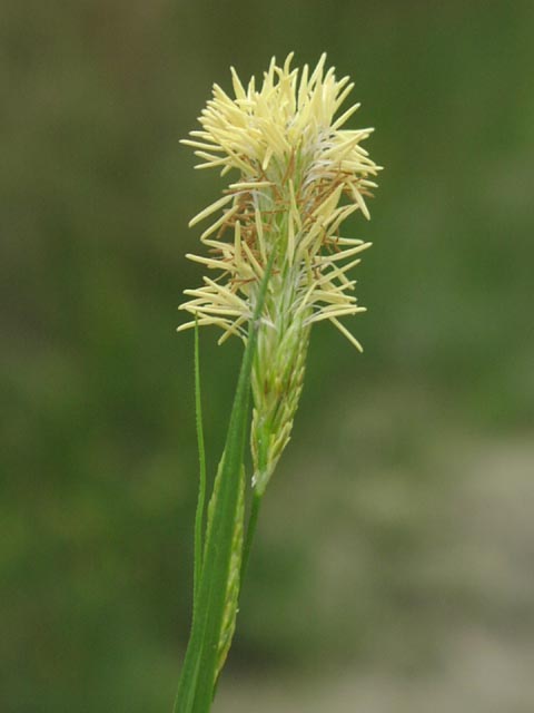 Carex microdonta(maybe) stamens.jpg (27577 bytes)