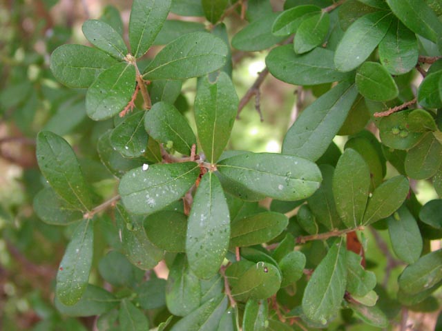 Diospyros texana leaves9.jpg (52877 bytes)