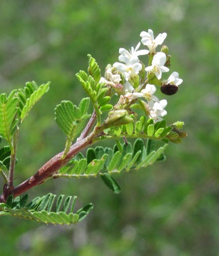 Eysenhardtia texana flowers5.jpg (37199 bytes)