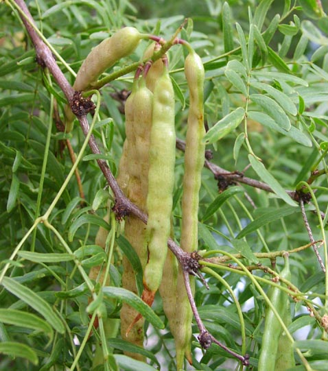 Prosopis glandulosa fruitscloseup.jpg (72205 bytes)