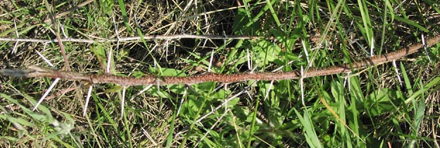 Prosopis glandulosa thorns.jpg (74467 bytes)