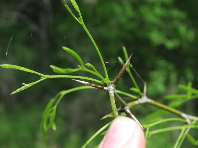 Prosopis glandulosa twinthorns.jpg (37202 bytes)