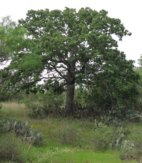 Quercus stellata habit6.jpg (103230 bytes)