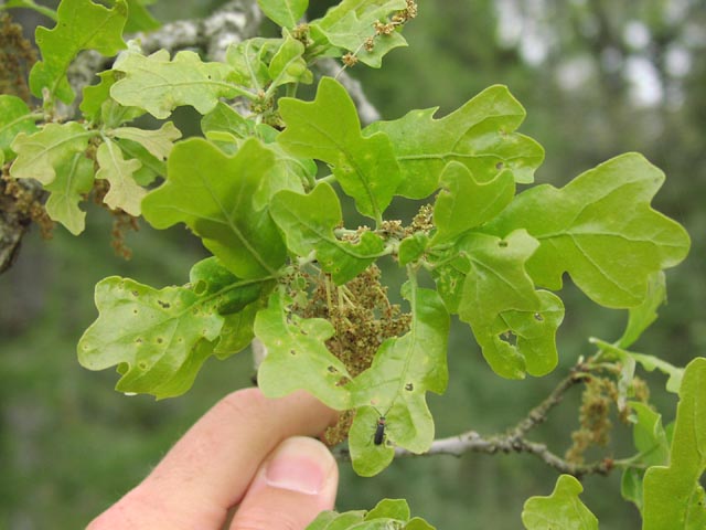 Quercus stellata youngleaves1.jpg (55266 bytes)