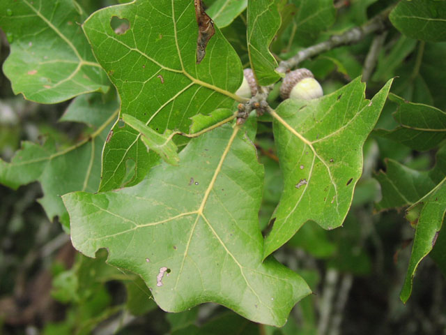 quercus.marilandica.3.JPG (73844 bytes)