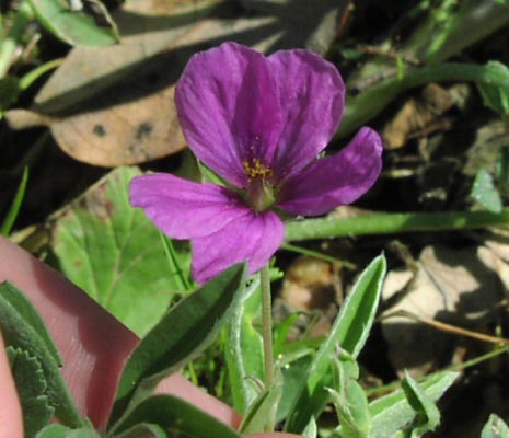 Erodium texanum flower1.jpg (39641 bytes)