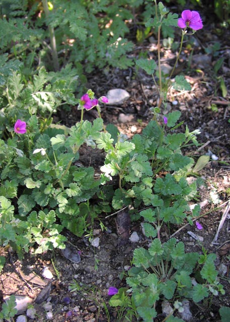 Erodium texanum habit2.jpg (94965 bytes)