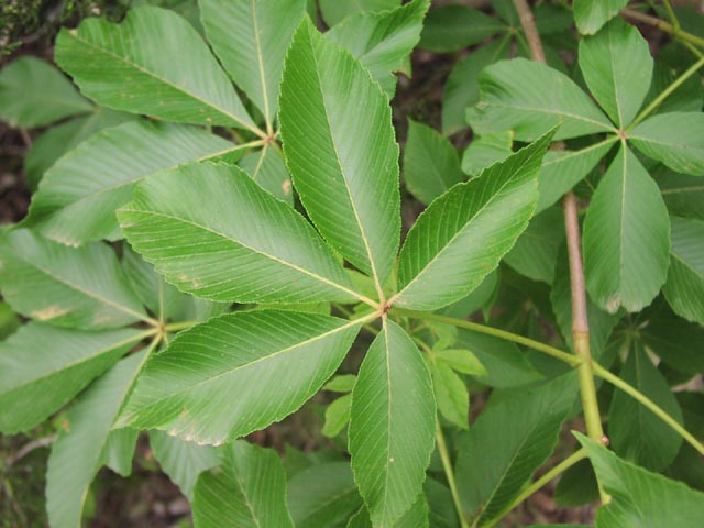 Aesculus pavia leaf1.jpg (56984 bytes)