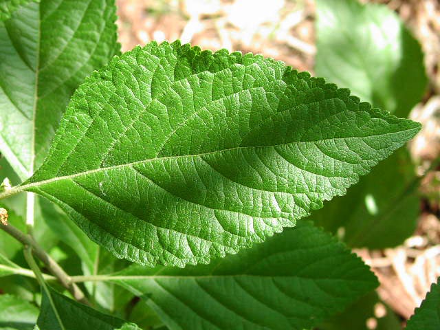Callicarpa americana leaf.jpg (80701 bytes)