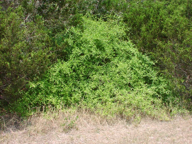 Forestiera pubescens habit8.jpg (134071 bytes)