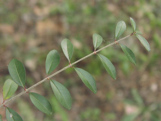 Ligustrum sinense leaves.jpg (45490 bytes)