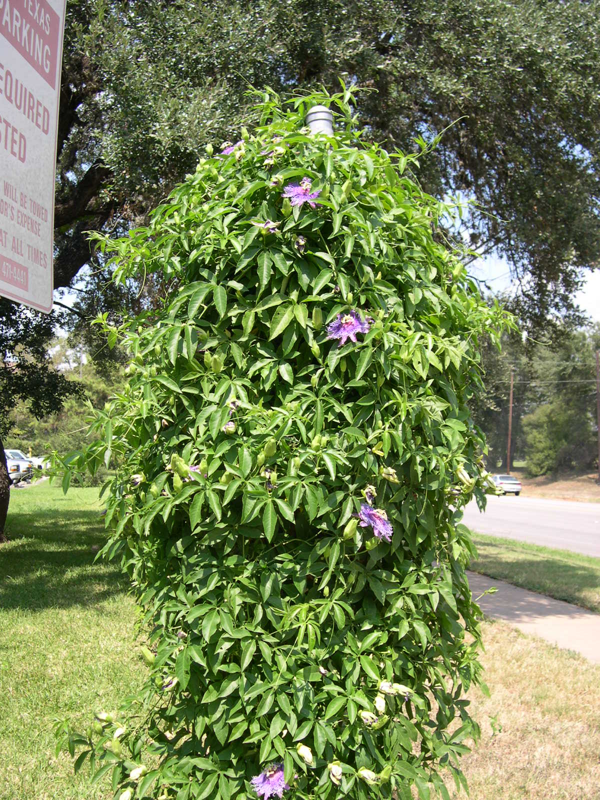 Passiflora incarnata
