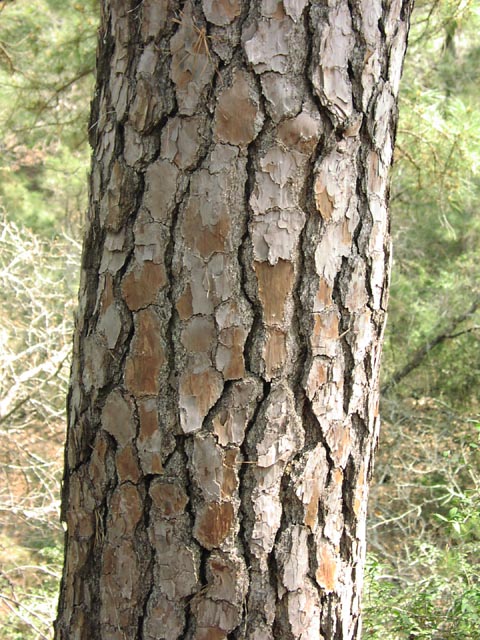 Pinus taeda bark.jpg (106093 bytes)