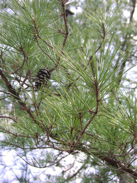Pinus taeda branches.jpg (104388 bytes)