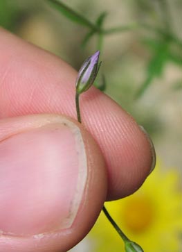 Gilia incisa flowerbud.jpg (13918 bytes)