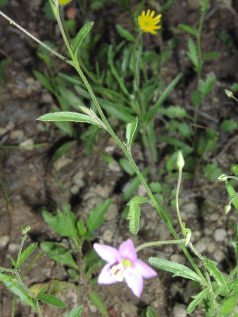 Gilia incisa leaves.jpg (58209 bytes)