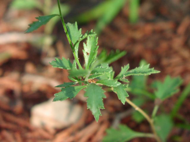 Gilia incisa leaves1.jpg (37289 bytes)