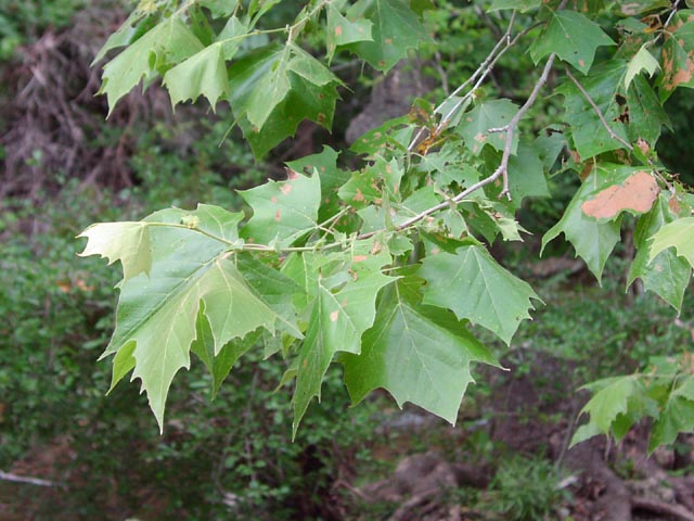 Platanus occidentalis branch.jpg (72419 bytes)