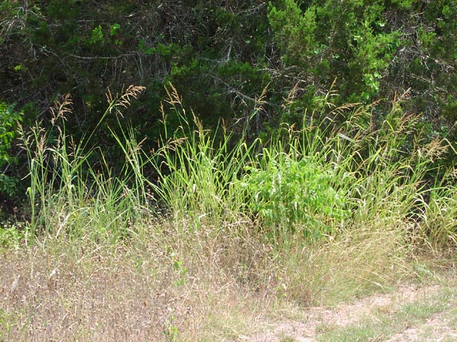 Sorghum halepense habit8.jpg (127278 bytes)