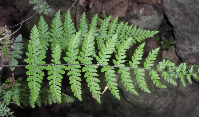 Cheilanthes alabamensis frondcloseup.jpg (66031 bytes)