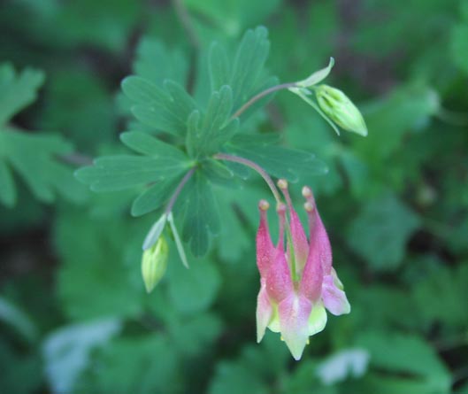 Aquilegia canadensis flower3.jpg (25393 bytes)