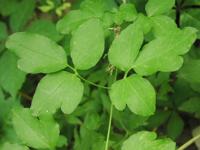 Clematis pitcheri leaves.jpg (44962 bytes)